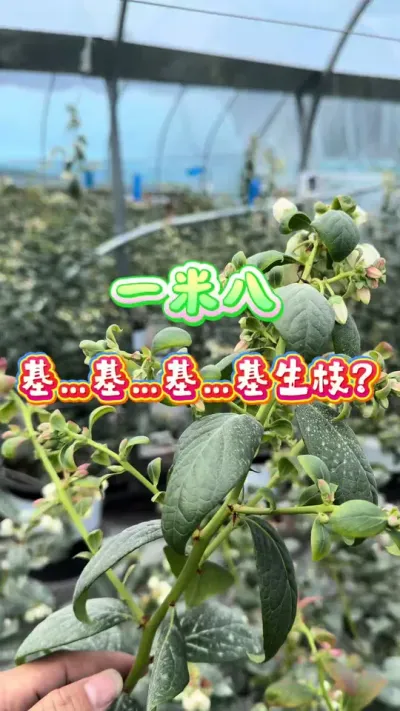 &ldquo;���һ�װ˵Ļ���֦�ܸ��ҽ�����ݮ��&rdquo;&ldquo;����ƨ��&rdquo;&ldquo;��������&rdquo;&ldquo;Ŷ������û˵&rdquo;#������ݮ#¥����԰ #��ݮ����