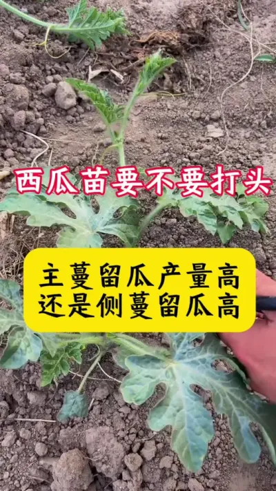 #西瓜种植 #种西瓜#西瓜种植技术 #西瓜管理#西瓜病害