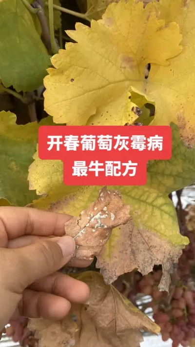 ���������ѻ�ù����ţ�䷽#���ѻ�ù��#����ݪֲ#���Ѳ���