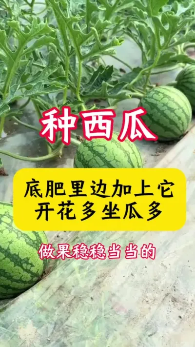 #������#����ݪֲ#����ݪֲ����#����#���Ϲ���