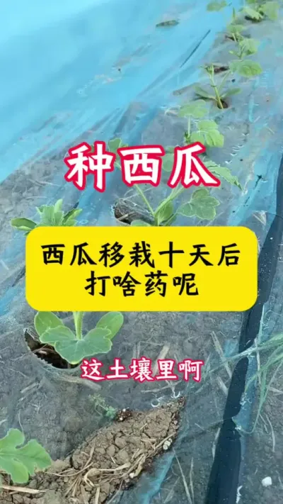 #������#����ݪֲ#����ݪֲ����#���Ϲ���#���ϲ���