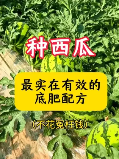 #����ݪֲ #���Ϲ��� #����ݪֲ���� #����