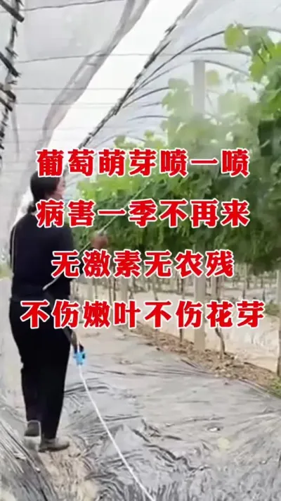 ������ѿ��һ������������û������Զ��̿��˪ù����#����˪ù��#����ݪֲ#���Ѳ��� #������ѿ�ڹ���