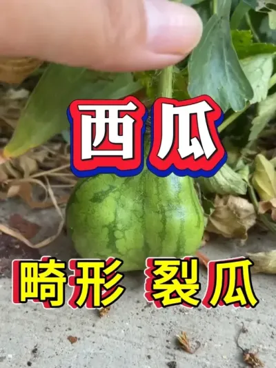 ���� ���� �ѹ� #����ݪֲ #������ #����ݪֲ #�������� #8424����