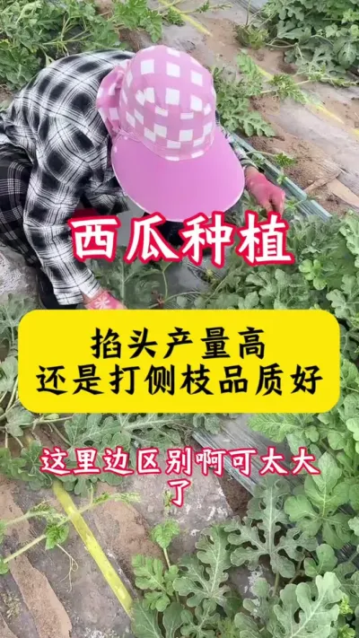 #种西瓜#西瓜种植#西瓜种植技术#西瓜管理##种植小技巧