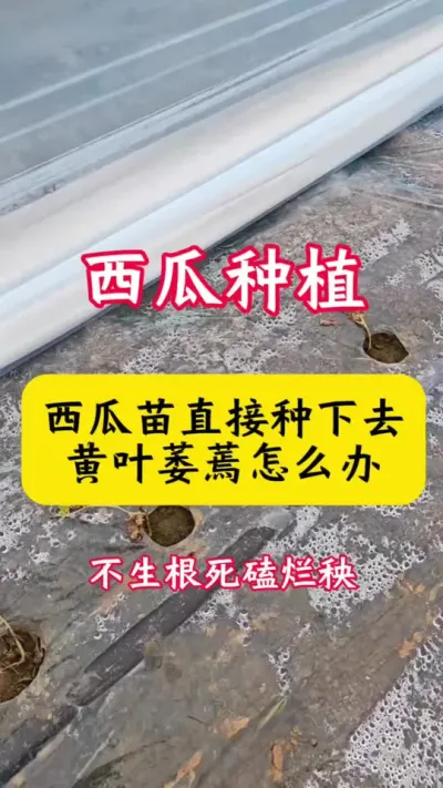 #����ݪֲ#����ݪֲ����#����#������#��������