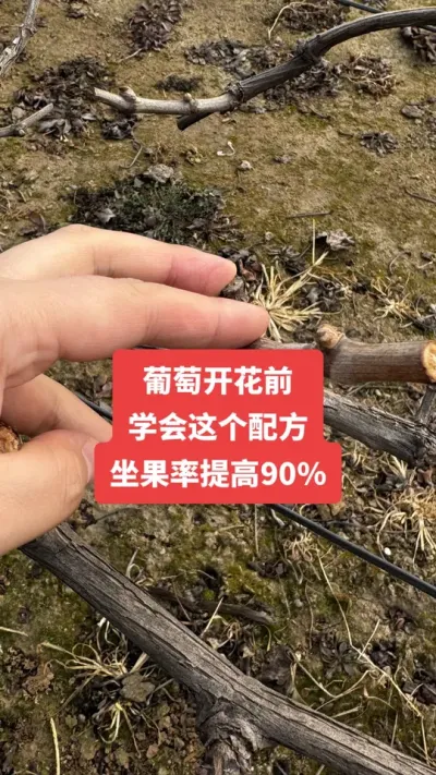 �����Ż�ǰ��ѧ������䷽�����������90%#�����Ż�#����ݪֲ#���Ѹ߲�