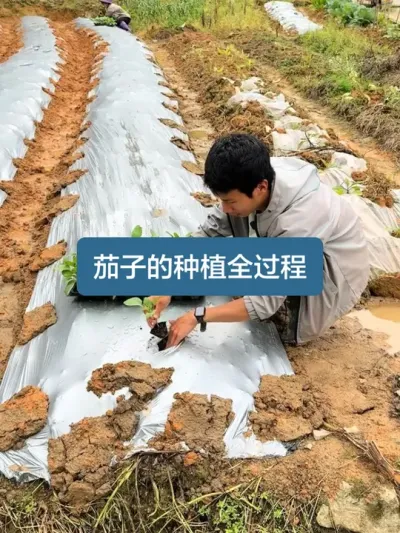 ��ʱһ������ӵ��ջ��������ӵ�ݪֲҪ��ȫ���� #ݪֲС���� #��ũ������2025 #�ҵ�ũ������