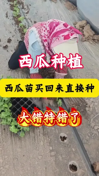 #西瓜种植#种西瓜#西瓜种植技术#西瓜#西瓜管理