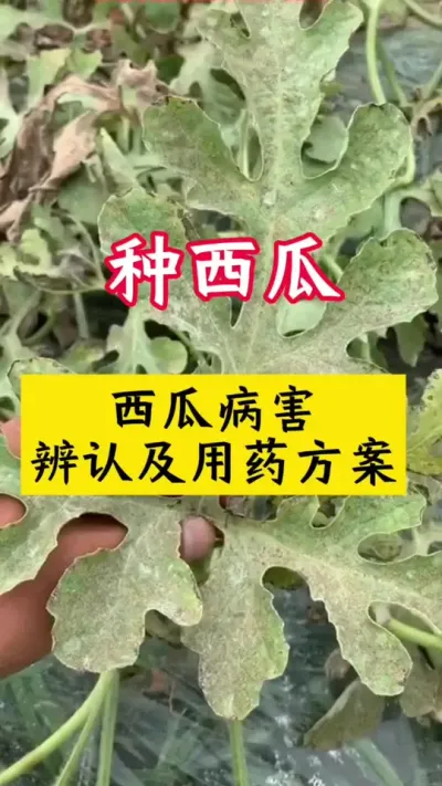 #������#����ݪֲ#����ݪֲ����#���ϲ��� #����