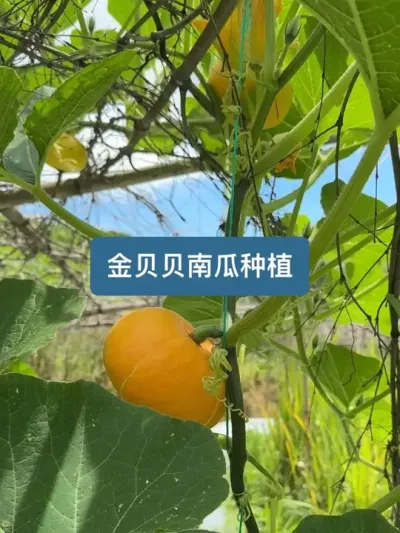 ��ʱ115���������ӵ��ջ�����ɫ�����Ϲϵ�ݪֲȫ���� #�ҵ��������� #��ũ #ݪֲС���� #�����Ϲ�