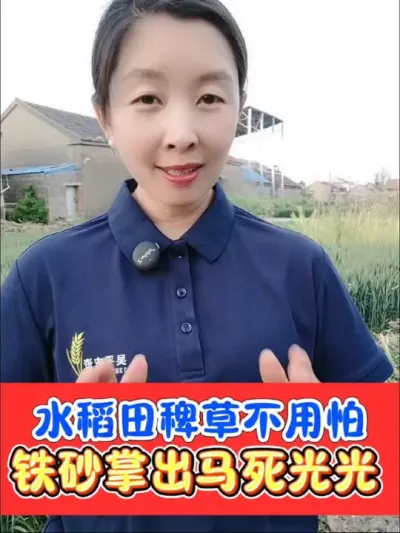 水稻田抗性稗草就用铁砂掌解决 铁砂掌大龄稗草终结者，稗草千金子牛筋草马唐难打就用铁砂掌#水稻种植 #水稻除草 #铁砂掌除草剂 #水稻除草剂 #农资肥料
