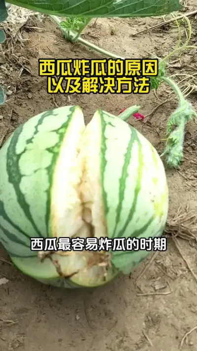 西瓜防裂 #西瓜种植 #西瓜管理 #西瓜种植#西瓜施肥#西瓜防裂