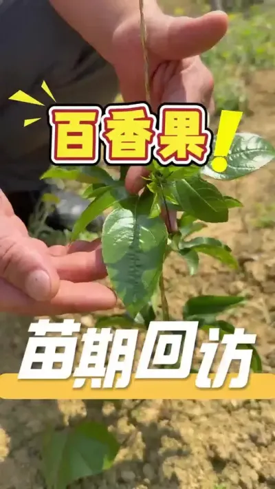 回访全程使用390方案和360方案的百香果苗地小苗长势#百香果#三农#农业法哥#抖音助农