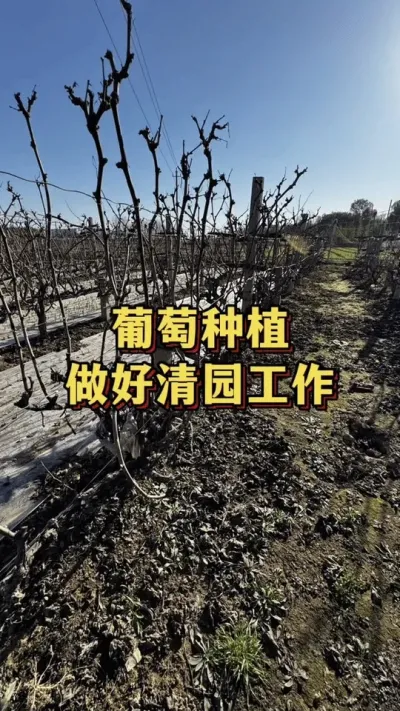 ����ݪֲ��������԰����#���� #����ݪֲ #ݪֲС����