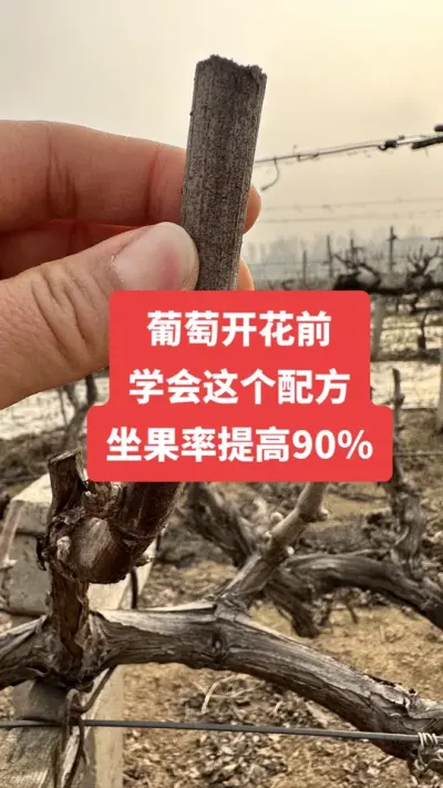 �����Ż�ǰ��ѧ������䷽�����������90%#�����Ż�#����ݪֲ#���Ѹ߲�