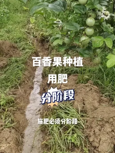 �����ݪֲ�÷ʵĽ׶�#�ְ����#�����ݪֲ#������� #�����ʩ�� #�����ݪֲ����