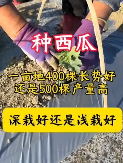 #����ݪֲ����  #������ #���� #������ #����ݪֲ