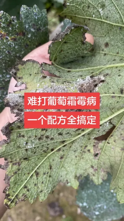 �Ѵ�����˪ù����һ���䷽ȫ�㶨#����˪ù��#���Ѳ���#����ݪֲ