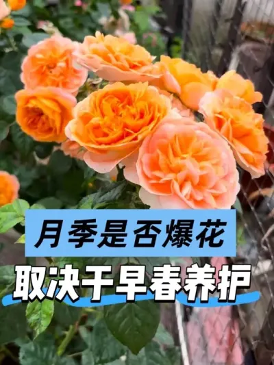 �¼���Ҫ����Ż���Ҫ���������⼸��������� #��̨�ֲ� #¶̨С��԰ #�¼����� #�¼�ʩ��Ҫ�켰�������� #��ʵ���ķ�������