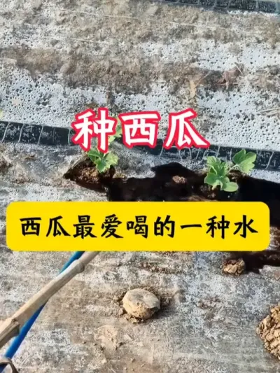 #����ݪֲ #������  #������ #����ݪֲ���� #����