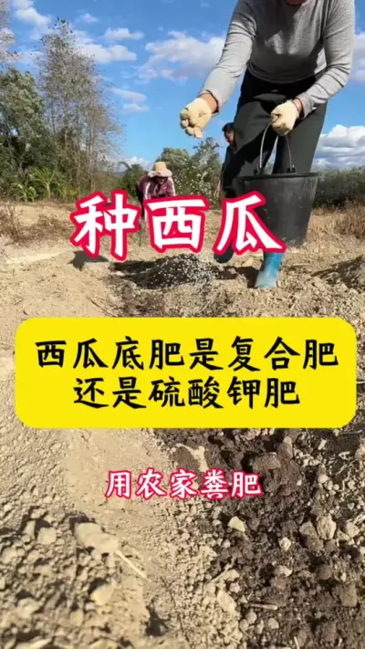 #种西瓜 #西瓜 #西瓜种植 #西瓜种植技术 #西瓜底肥