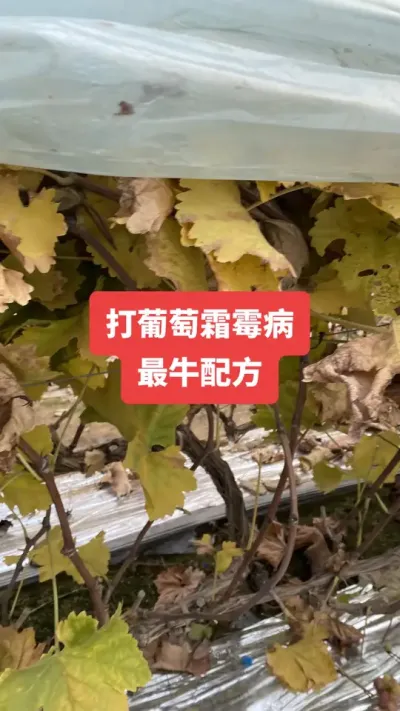 ������˪ù����ţ�䷽#����˪ù��#����ݪֲ#���Ѳ���