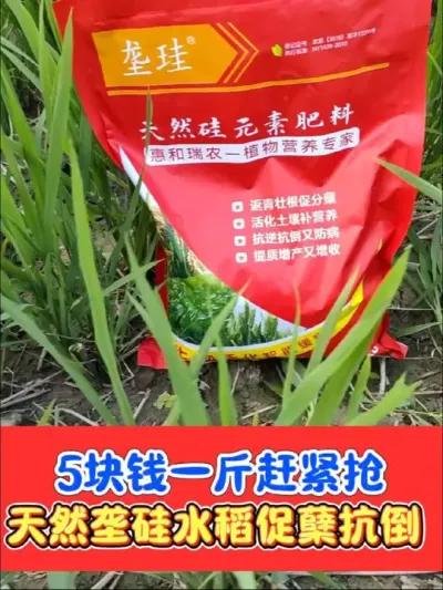 垄硅5块钱一斤厂价直销，抢到就是赚到 天然硅元素肥料垄硅，水稻促分蘖抗倒伏，改善土质，防炸壳，提高品质增加产量#垄硅 #硅肥 #水稻种植 #水稻 #水稻高产技术