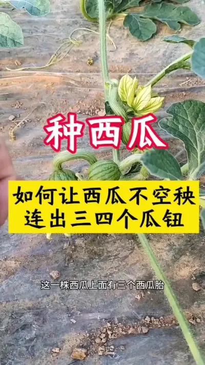 #����ݪֲ#����ݪֲ����#����#���Ϲ���#������