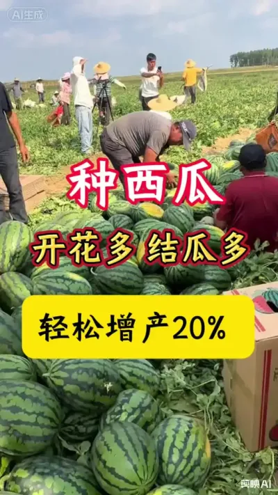 #西瓜种植 #种西瓜 #西瓜种植技术#西瓜底肥#西瓜