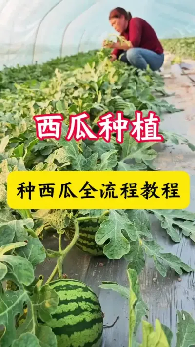 #����ݪֲ #���� #������#����ݪֲ����