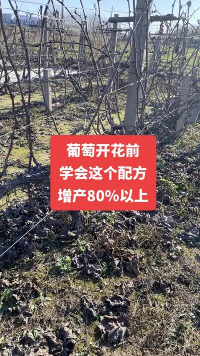 �����Ż�ǰ��ѧ������䷽������80%����#�����Ż�#����ݪֲ#���Ѹ߲�