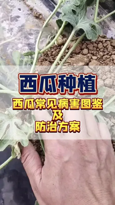 #西瓜🍉 #病虫害防治 #西瓜种植 #西瓜管理