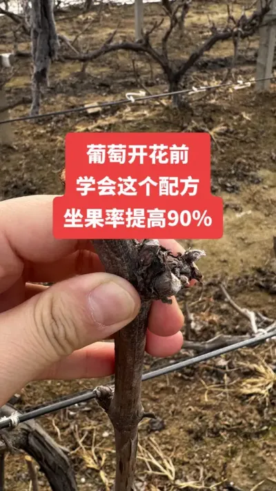 �����Ż�ǰ��ѧ������䷽�����������90%����#�����Ż�#����ݪֲ#���Ѹ߲�