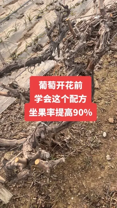 �����Ż�ǰ��ѧ������䷽�����������90%�����Ż�#�����Ż�#����ݪֲ#���Ѳ���