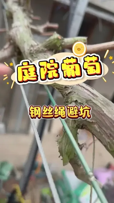 ͥԺ����������˿�ܿӡ�#ͥԺ����#¥����԰#��ͥݪֲ #ݪֲС���� #��ũ