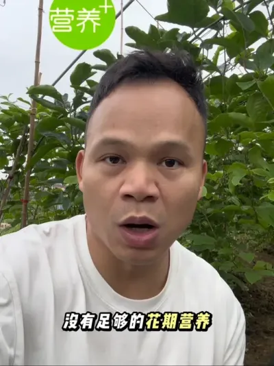 千万不要觉得百香果的促花操作不重要#百香果种植技术 #黄金百香果种植技术 #黄金百香果钦蜜九号 #种百香果