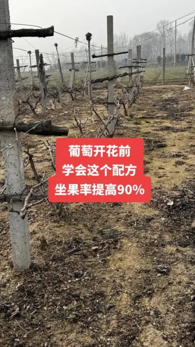 �����Ż�ǰ��ѧ������䷽�����������90%#�����Ż�#����ݪֲ#���Ѹ߲�