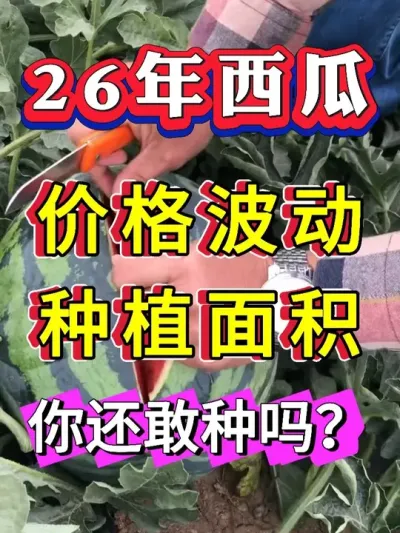 2026�����ϼ�Ǯ���� ݪֲ��� չ�� #����ݪֲ #������ #����ݪֲ #�������� #8424����