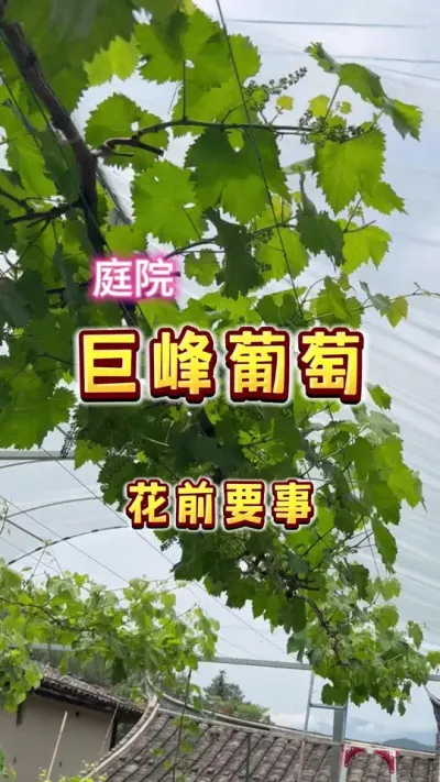 家庭种植的巨峰葡萄的结果枝这样整，自然果会更好#楼顶果园 #盆栽葡萄 #巨峰葡萄 #内容启发搜索