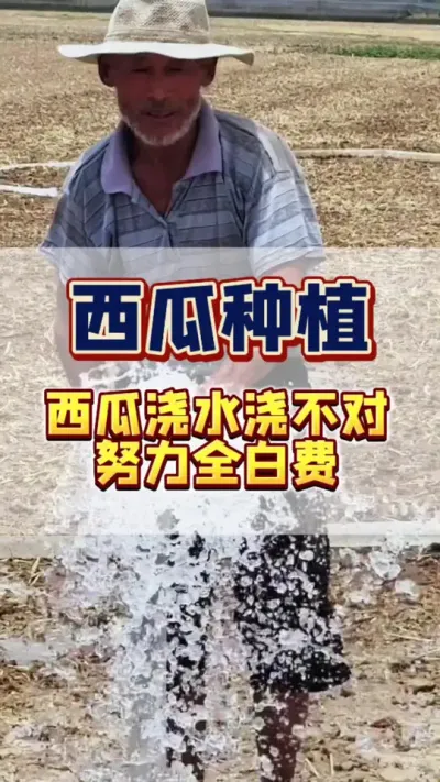 #西瓜种植 #西瓜管理 #病虫害防治 #膨大增甜 西瓜浇水浇不对，努力全白费