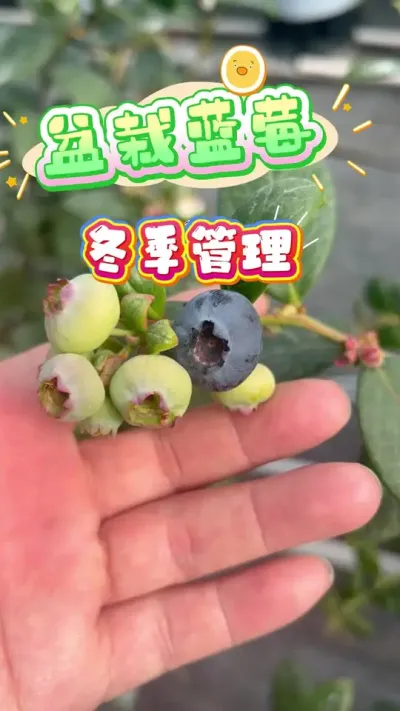 ��ͥݪֲ������ݮ�����������÷���#��ݮ #������ݮ #��ͥݪֲ #¥����԰ #ͥԺݪֲ