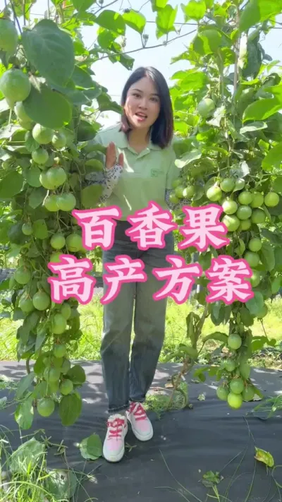 百香果想要高产水肥方案我们一定要用对✓#乡村守护人 #三农 #我的乡村生活 #百香果 #助农 @抖音小助手 @DOU+小助手