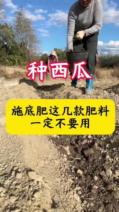 #西瓜种植#西瓜种植技术#西瓜底肥#种西瓜#西瓜