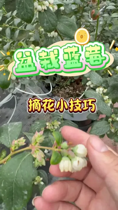 ���Ի�����ݮժ��С����#������ݮ#¥����԰#��ͥݪֲ#ݪֲС����