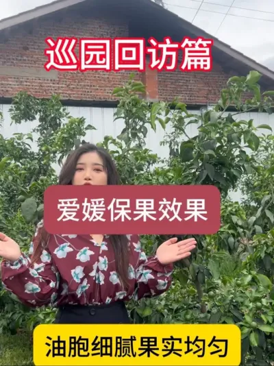 爱媛保果真的不难！#柑橘种植 #爱媛38号果冻橙