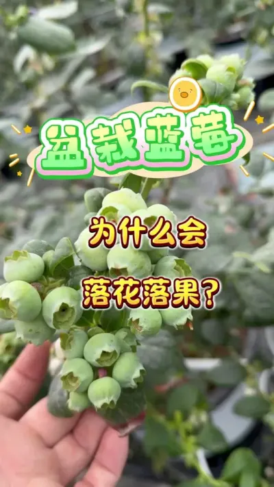 ���������ݮ�����仨������������᲻�����⼸��Ե��ԭ������Ӧ����ô�����#������ݮ#���Թ���#¥����԰#ݪֲС���� #��ũ