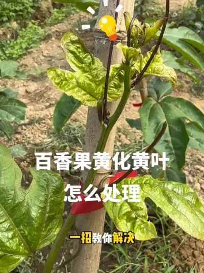 ������ƻ���Ҷ��Ե��ԭ�ɼ���������#�ְ����#�����ݪֲ #��������� #��Ҷ #Ҷ�ӻƻ�