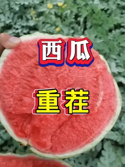 ����ݪֲ�ز�� #����ݪֲ #������ #����ݪֲ #�������� #8424����