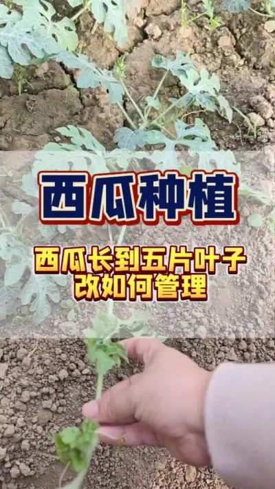 #西瓜种植#西瓜管理#病虫害防治 西瓜长到六七片叶子的时候，一定要注意了